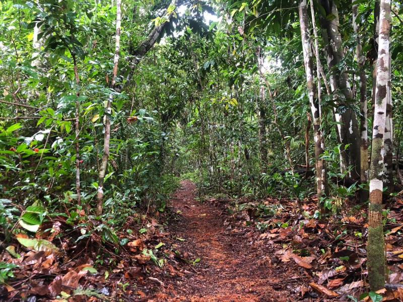 Airão Velho ganha nova trilha para visitação turística da Cachoeira de São Domingos
