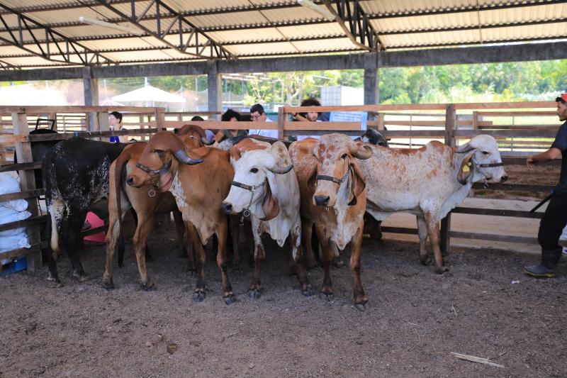 Portaria da Adaf torna obrigatória declaração de todas as explorações pecuárias durante campanhas de vacinação no AM