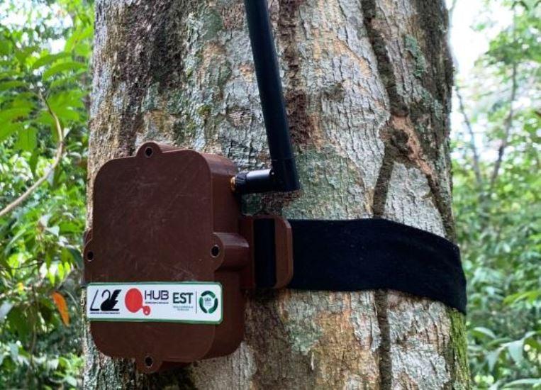 Projeto Curupira, da UEA, vai ajudar no combate à derrubada de árvores