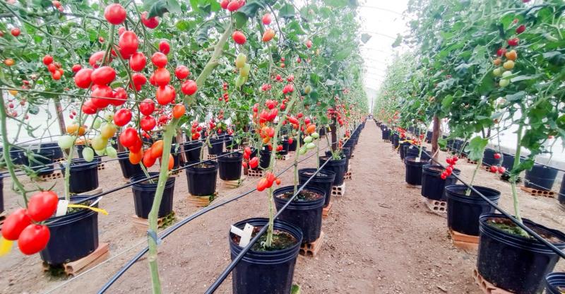 Pesquisa apoiada pelo Governo do AM aplica sistema tecnológico no cultivo de hortaliças e tomates 