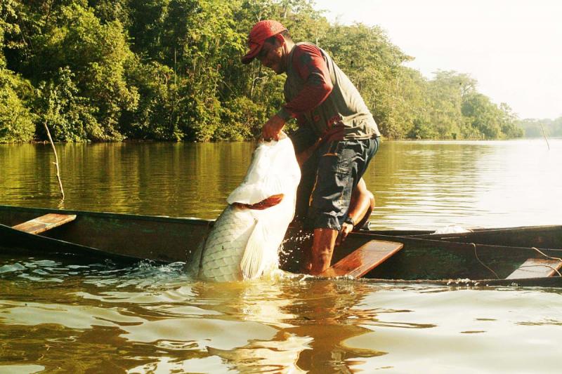 Inscrições do subsídio a pescadores do pirarucu manejado termina na próxima segunda-feira