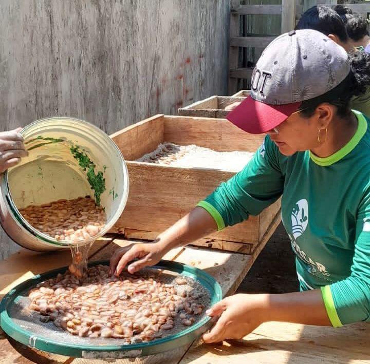 Revitalizar a produção de cacau em Parintins é a meta da parceria IDAM e Prefeitura 