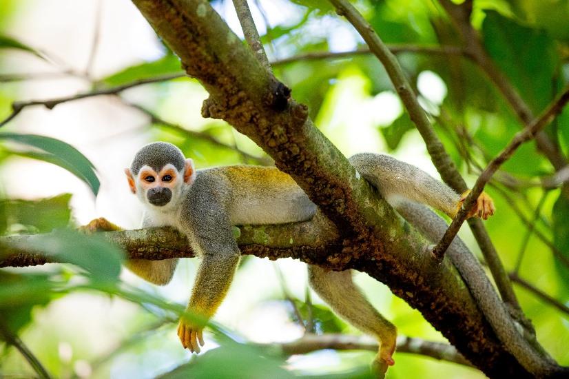 Fapeam investe em CT&I para preservar e desenvolver a Amazônia 