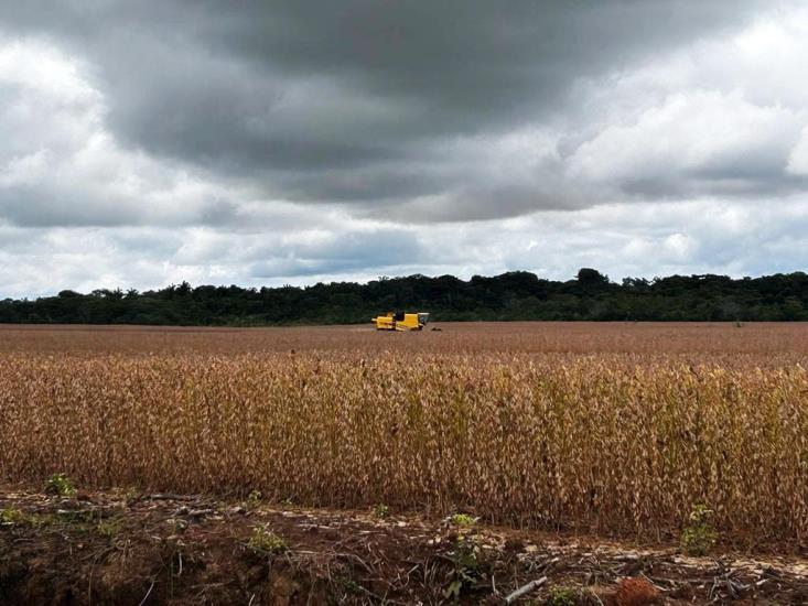 Vazio sanitário da soja chega ao fim nesta sexta-feira