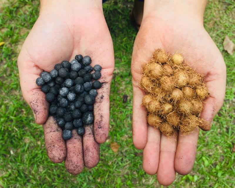 Biocarvão é alternativa sustentável para fertilidade de solos amazônicos, aponta pesquisa apoiada pelo Governo do Amazonas