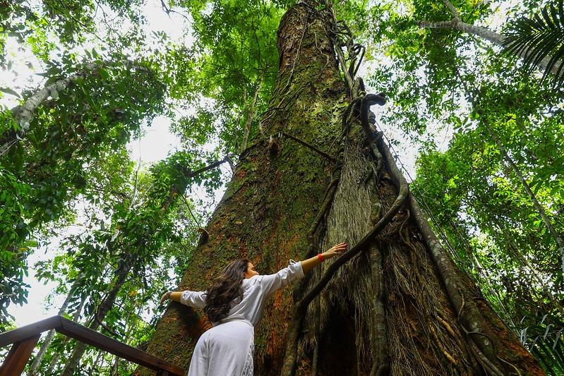 Dia da Árvore: Amazonastur destaca roteiro para conhecer a imponência da floresta