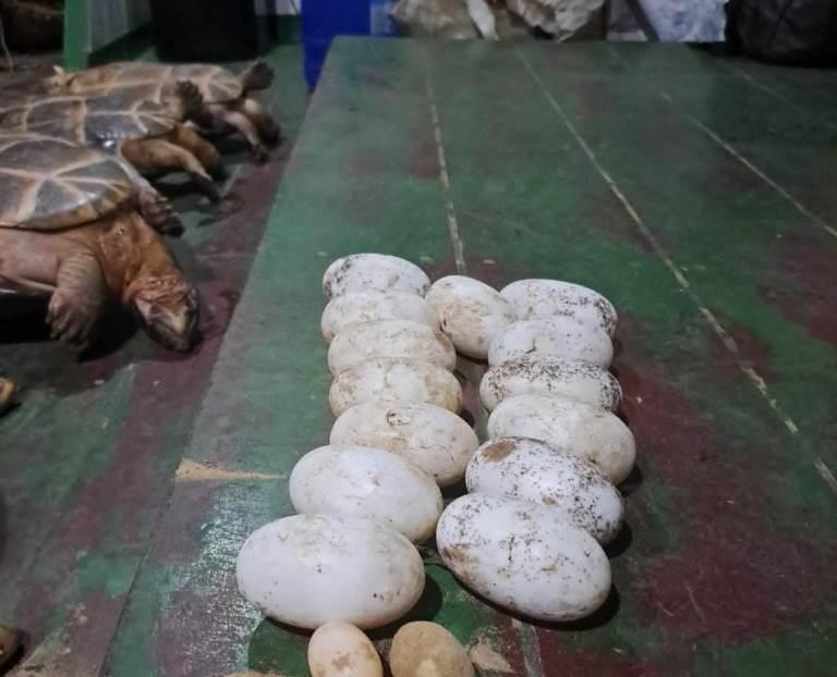 Ibama fiscaliza praias de tabuleiros dos rios Madeira e Purus