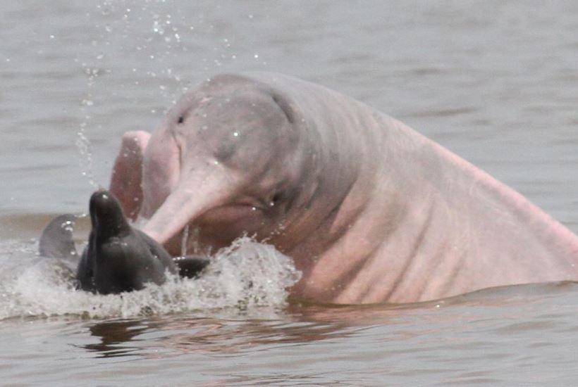 Ibama envia veterinários para atender botos no Amazonas