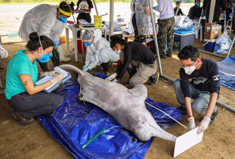 Mais dez carcaças de botos foram encontradas no Lago Tefé