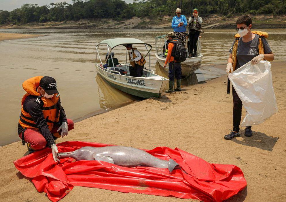 Trechos quentes do Lago Tefé serão isolados para evitar mortes de botos