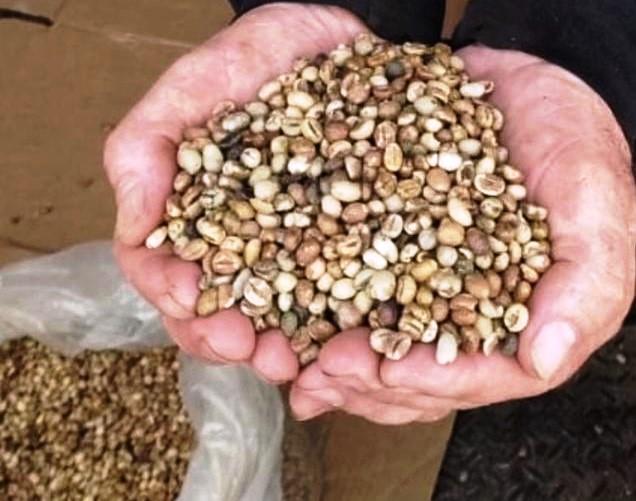 Governo do Estado auxilia no escoamento de 10 toneladas de café para a empresa Três Corações