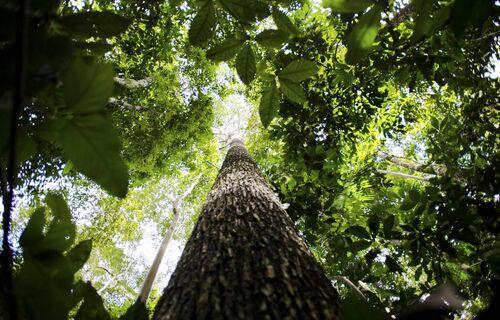 Sustentabilidade e inovação: o futuro da floresta nas mãos das biotechs