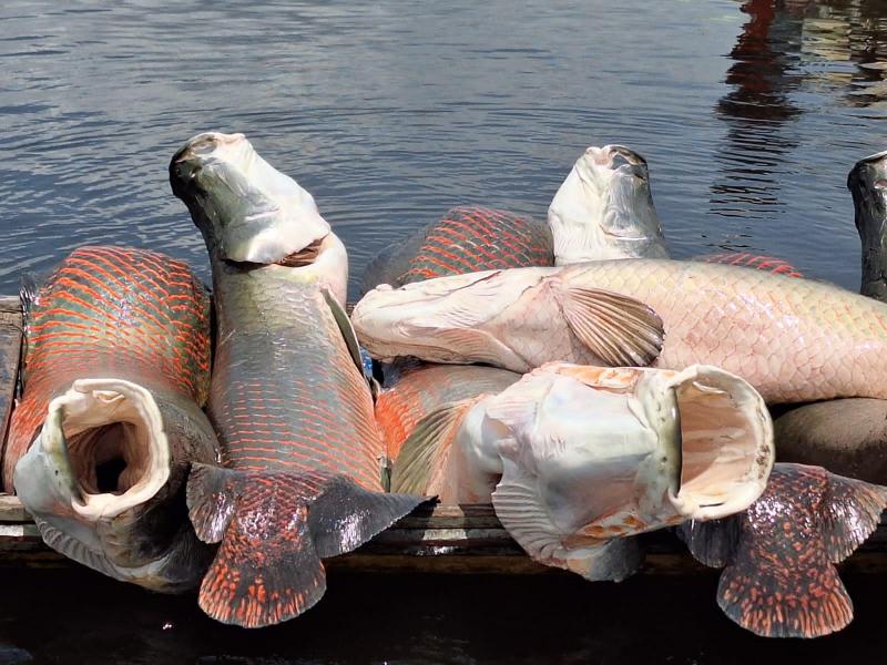 Suframa e Ibama se unem pela conservação e uso sustentável da fauna amazônica com ênfase no pirarucu 