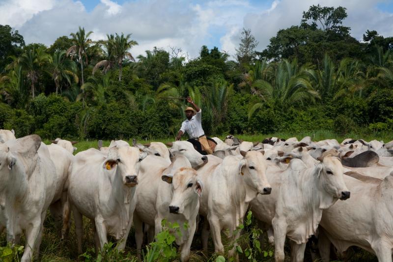 Bancos oferecem linhas de créditos e escritório AgroNunes orienta pecuaristas e agricultores
