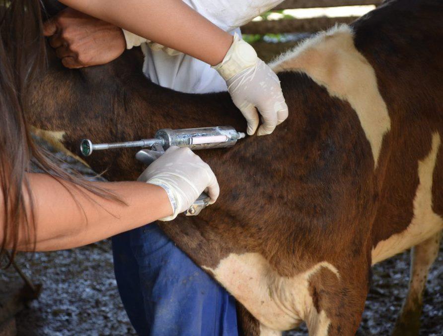 Idam inicia distribuição de vacinas contra a febre aftosa em sete municípios