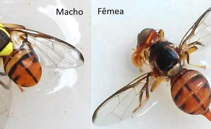 Amazonas não tem ocorrência da praga quarentenária Mosca-da-Carambola