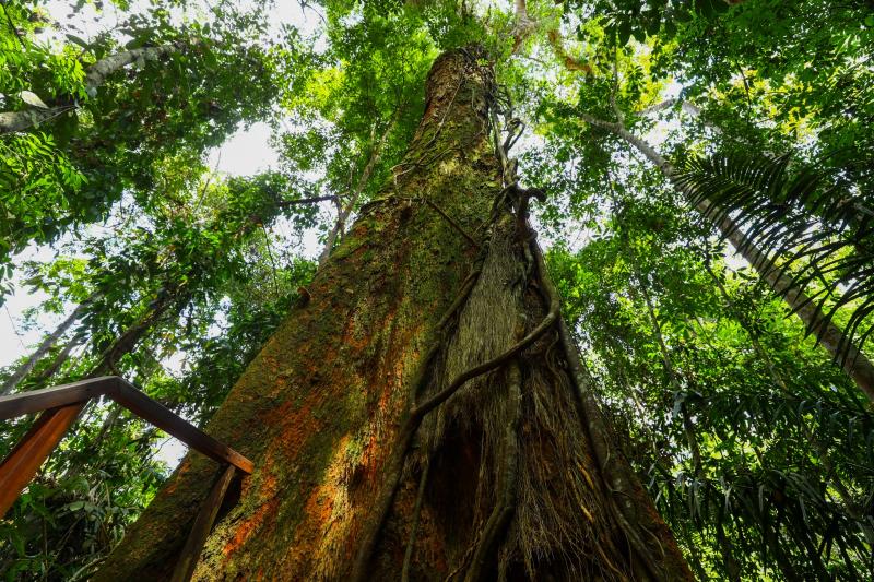 Sema prorroga edital para envio de propostas de projetos de REDD+ para Unidades de Conservação