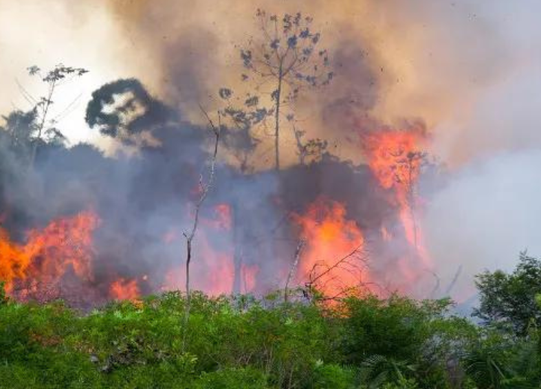 MPAM cobra do IPAAM dados dos responsáveis por queimadas ilegais no Amazonas