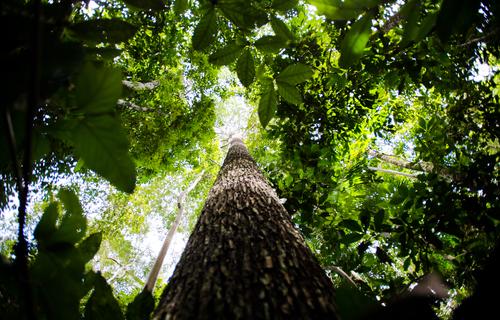 Brasil tem potencial para despontar no mercado de carbono, diz especialista 
