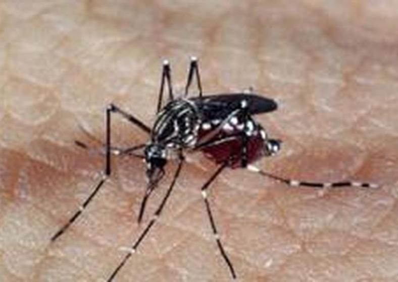 Profissionais de saúde alertam para ressurgimento do tipo 3 da dengue