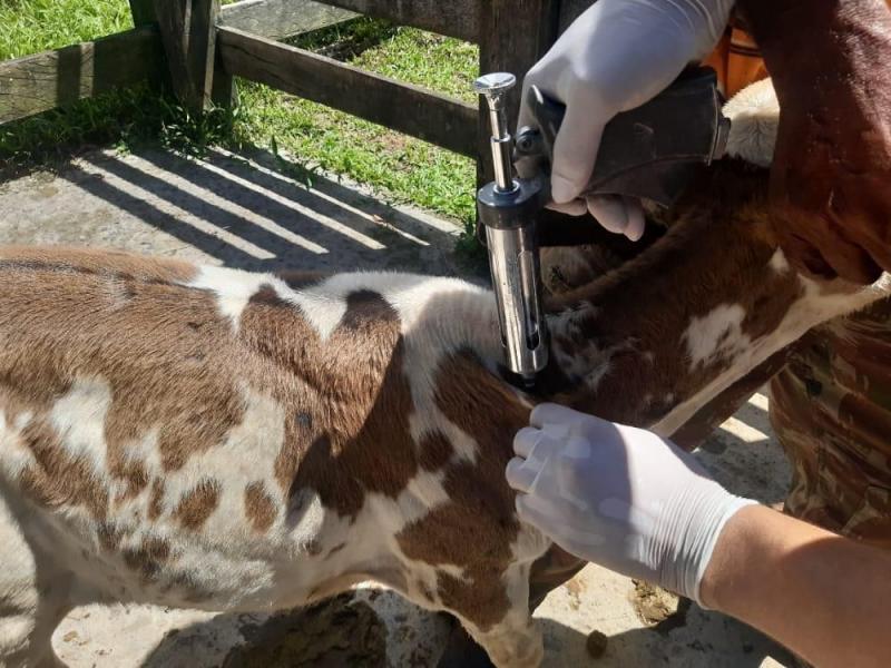 Brucelose: Adaf prorroga prazo de vacinação e comprovação até o dia 29 de dezembro