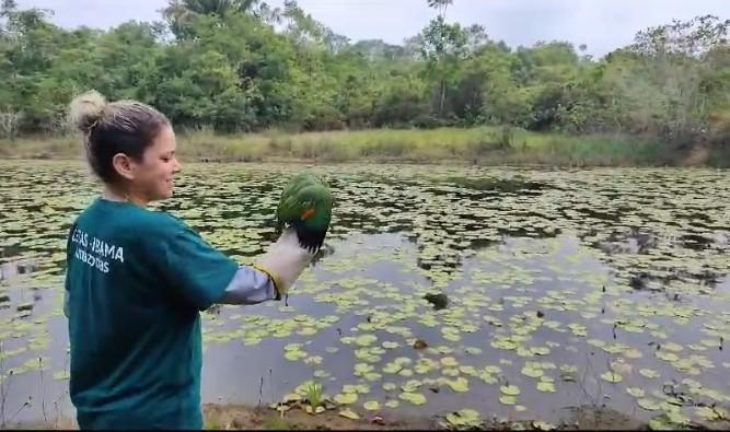 No Amazonas, animais passam por tratamento e reabilitação antes da soltura