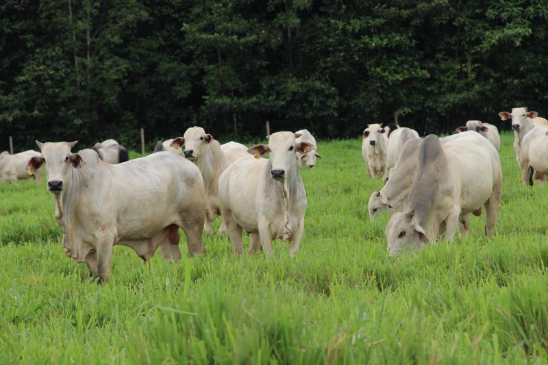 Parintins terá Unidade Demonstrativa do Idam voltada para produção animal, em 2024