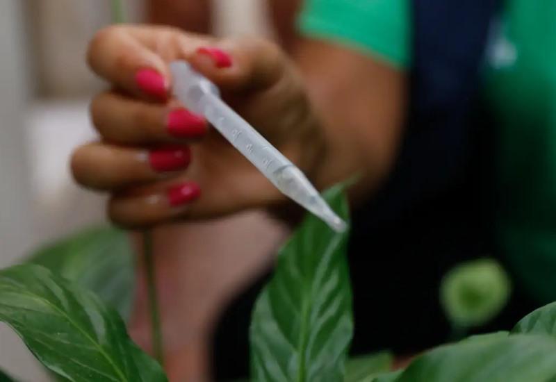 Incorporação de vacina contra dengue ao SUS deve sair ainda este ano