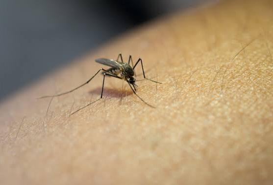Brasil é país com mais casos de dengue no mundo, alerta OMS