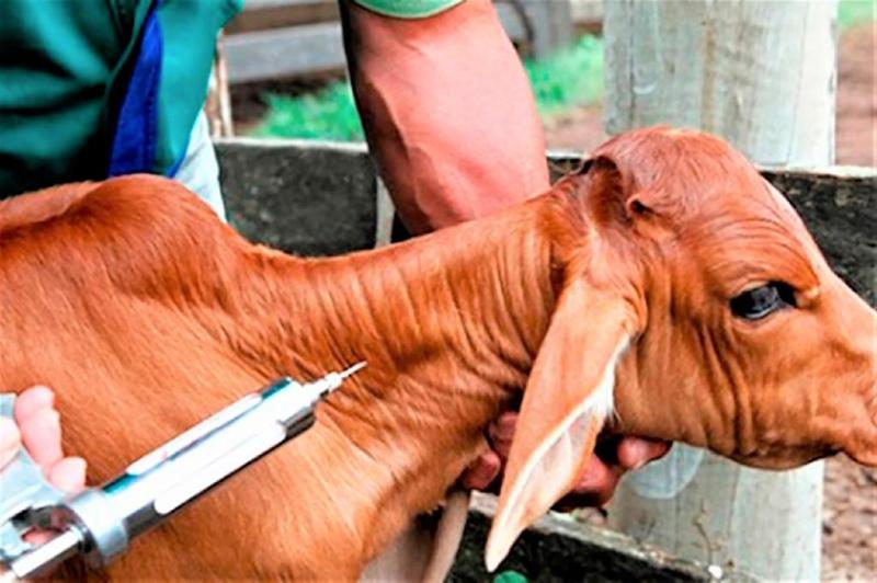 Médicos veterinários devem realizar atualização do cadastro no programa de vacinação contra a brucelose