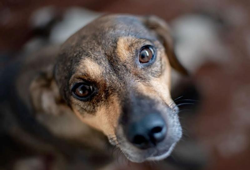 Governo do Estado sanciona Código de Direito e Bem-Estar Animal do Amazonas
