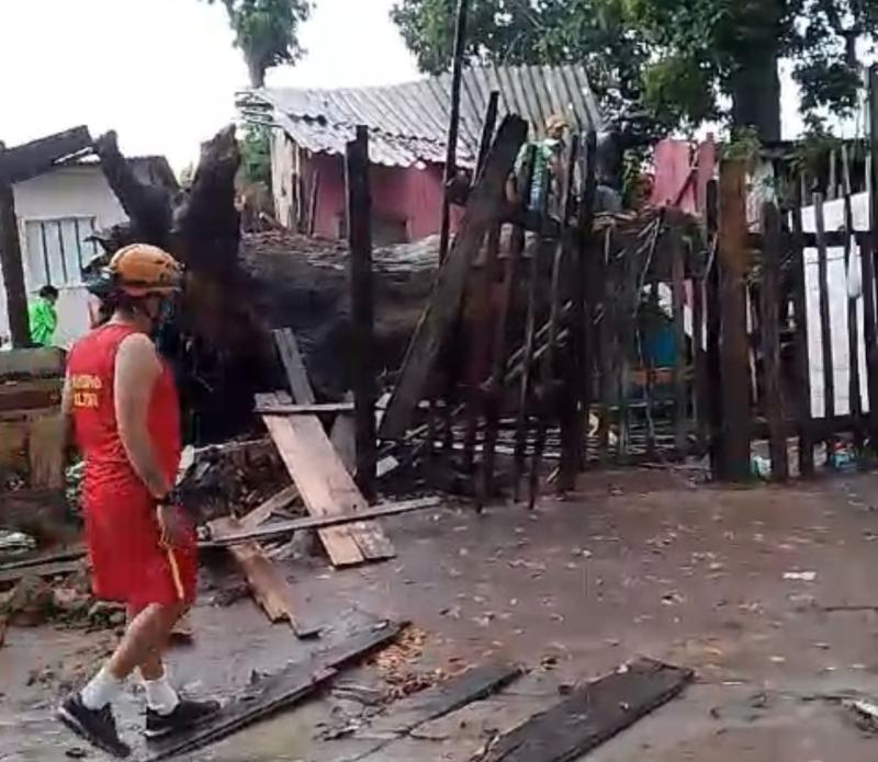 Queimadas destruíram a raiz da castanheira que tombou sobre uma residência em Parintins 