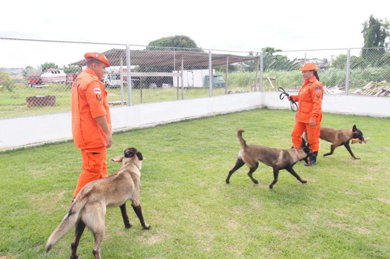Corpo de Bombeiros treina cães para atuar em ocorrências de buscas e resgate