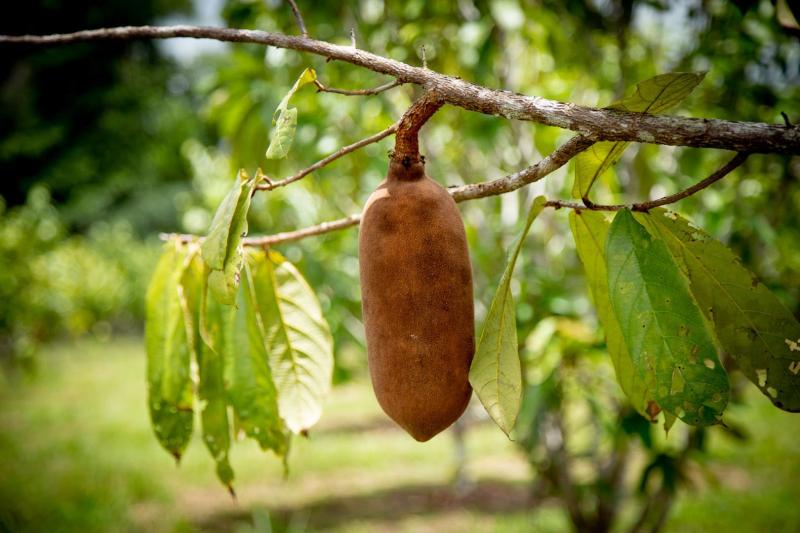 Com apoio do Governo do Amazonas pesquisa incentiva o cultivo em consórcio de frutas amazônicas
