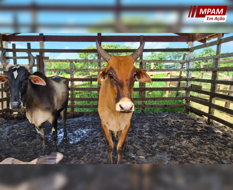 Abatedouro clandestino em Barreirinha é interditado, após inspeção do MPAM e ADAF
