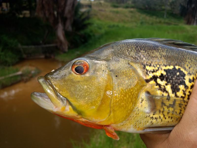 Pesquisa apoiada pelo Governo do Amazonas analisa adaptação de peixe ao ecossistema aquático de Balbina
