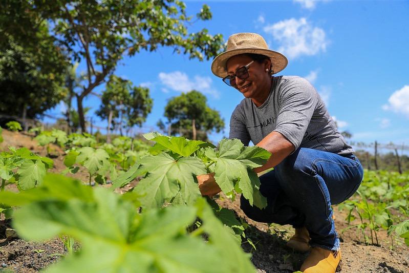 Com investimentos do Governo do Amazonas, mulheres se destacam no setor primário