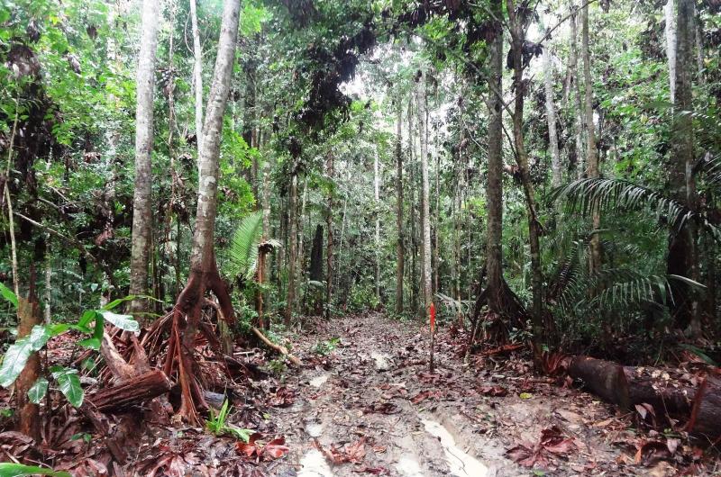 Pesquisa apoiada pelo Governo do Amazonas analisa a importância e os impactos do manejo florestal sustentável