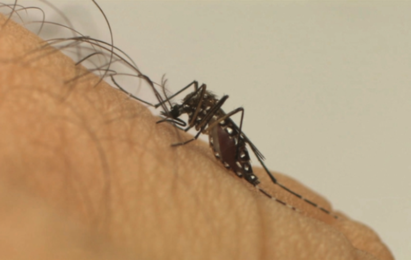 DENGUE: 288 municípios estão em estado de emergência devido ao aumento de casos da doença