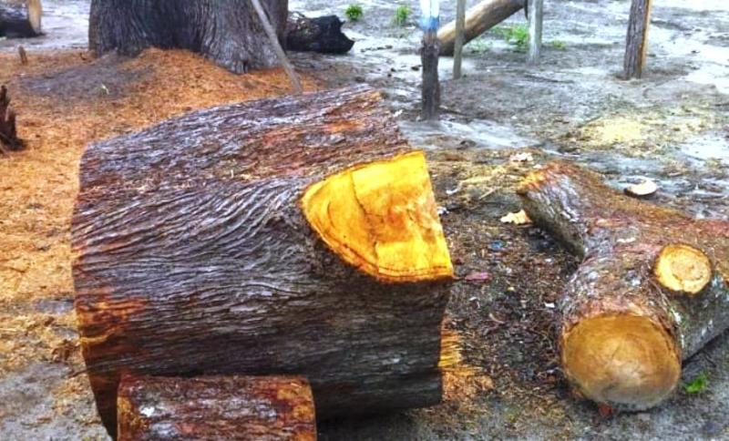 PMAM apreende materiais utilizados para derrubada de árvores em loteamento em Parintins