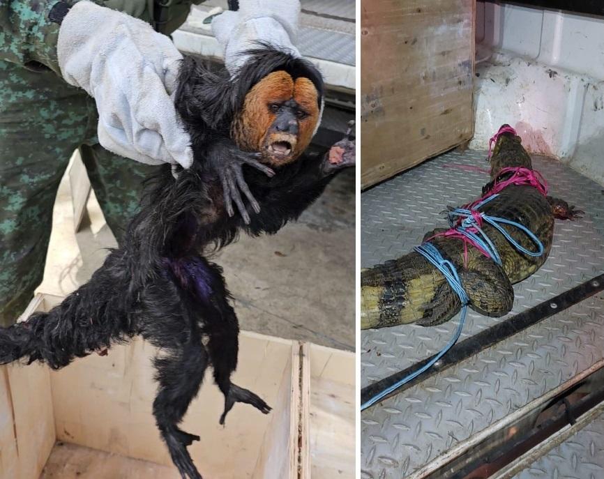 Polícia Militar captura e resgata dois animais silvestres