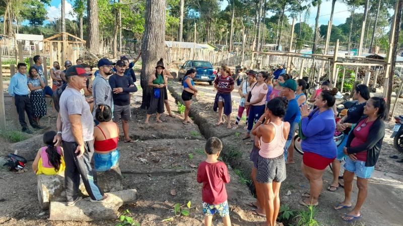 Castanheiras na Ocupação Teixeirão serão inventariadas e em caso de derrubada ocupantes de lotes pagarão multa