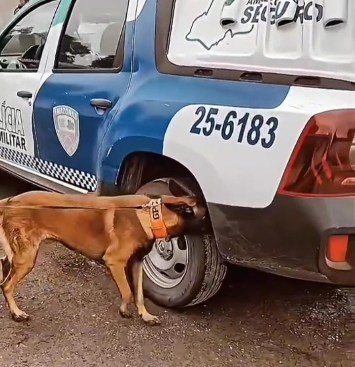 Polícia Militar divulga rotina de treinamento do Canil Tupinambarana