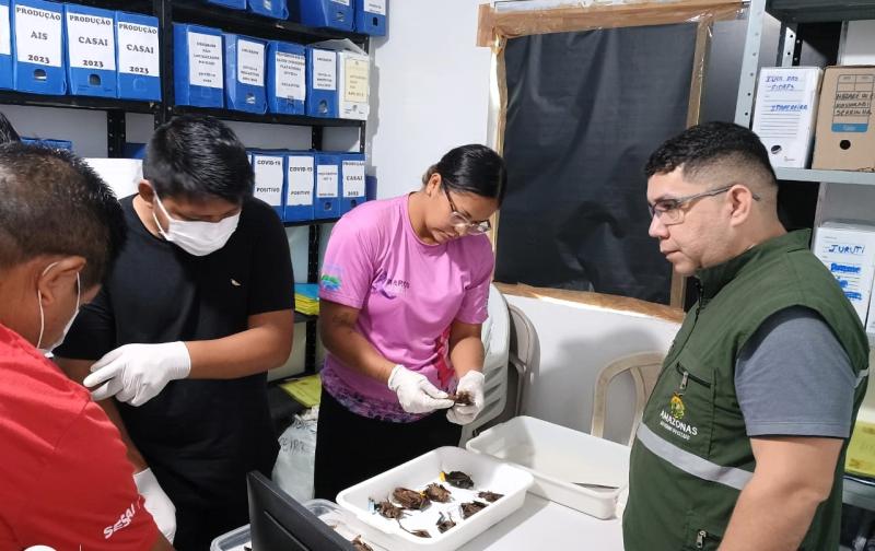 Prevenção à raiva: FVS-RCP realiza ação para controle de morcegos em área indígena de São Gabriel da Cachoeira