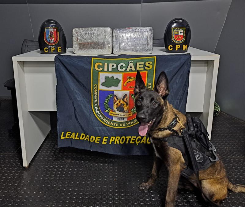 Cães de faro para narcóticos auxiliaram na apreensão de mais de meia tonelada de drogas em quatro meses