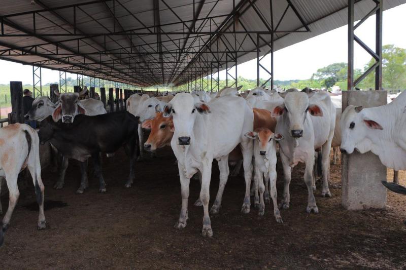 Adaf estabelece critérios para a emissão de Guia de Trânsito de Subprodutos de origem animal não comestíveis