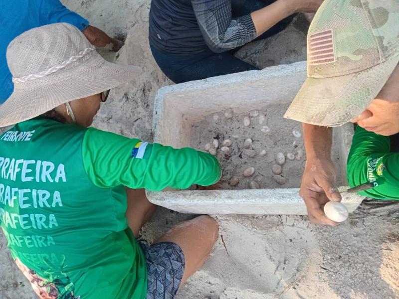 Agentes Ambientais Voluntários iniciam coleta de ovos de quelônios em área de Acordo de Pesca no Rio Negro