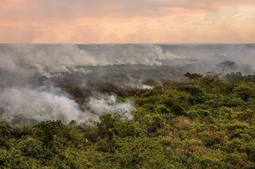 Incêndio criminoso em floresta poderá ser considerado ato de terrorismo