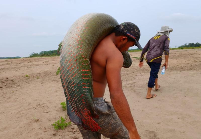 Sepror aponta oportunidade de negócios com pirarucu de manejo a pescadores de Iranduba