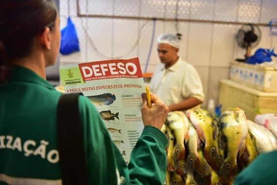 Ipaam divulga início do Período Defeso das Espécies Subaquáticas do Amazonas - 2024